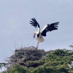 La Diputación promocionará el turismo ornitológico de Ávila en la Feria Global Birdfair de Rutland (Reino Unido)