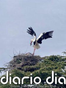 La Diputación promocionará el turismo ornitológico de Ávila en la Feria Global Birdfair de Rutland (Reino Unido)