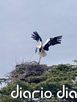 La Diputación promocionará el turismo ornitológico de Ávila en la Feria Global Birdfair de Rutland (Reino Unido) Una cigüeña fotografiada en el municipio abulense de Piedrahíta