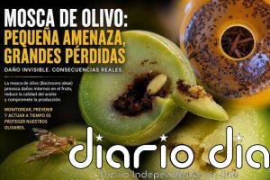 La DOP Priego de Córdoba pide a los agricultores de la comarca reforzar la vigilancia ante la mosca del olivo