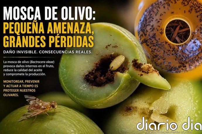 La DOP Priego de Córdoba pide a los agricultores de la comarca reforzar la vigilancia ante la mosca del olivo
