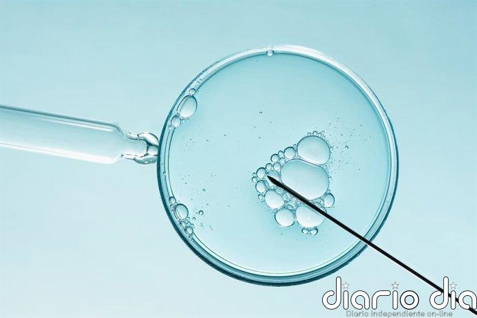 La fecundación 'in vitro' alcanza sus mejores resultados: hasta un 68% de éxito en tres ciclos