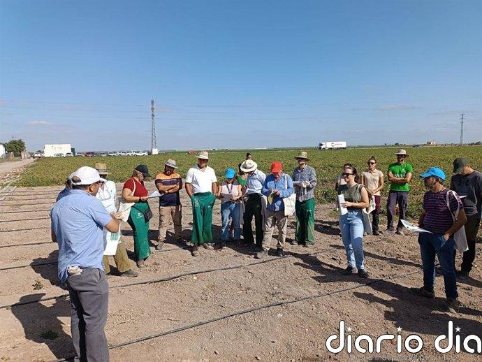 La Junta da a conocer en Lebrija (Sevilla) sus ensayos de riego y fertirrigación sostenible del tomate de industria