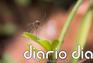 La Junta declara a San Juan de Aznalfarache (Sevilla) área en alerta por el virus del Nilo Occidental
