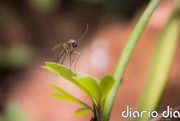 La Junta declara a San Juan de Aznalfarache (Sevilla) área en alerta por el virus del Nilo Occidental
