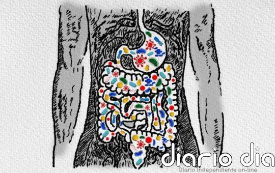La memoria podría empezar en el intestino: un estudio logra revertir el deterioro cognitivo en ratones