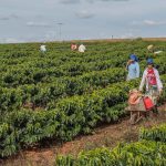 La volatilidad arriesga las ganancias agrícolas en todo el mundo