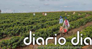 La volatilidad arriesga las ganancias agrícolas en todo el mundo