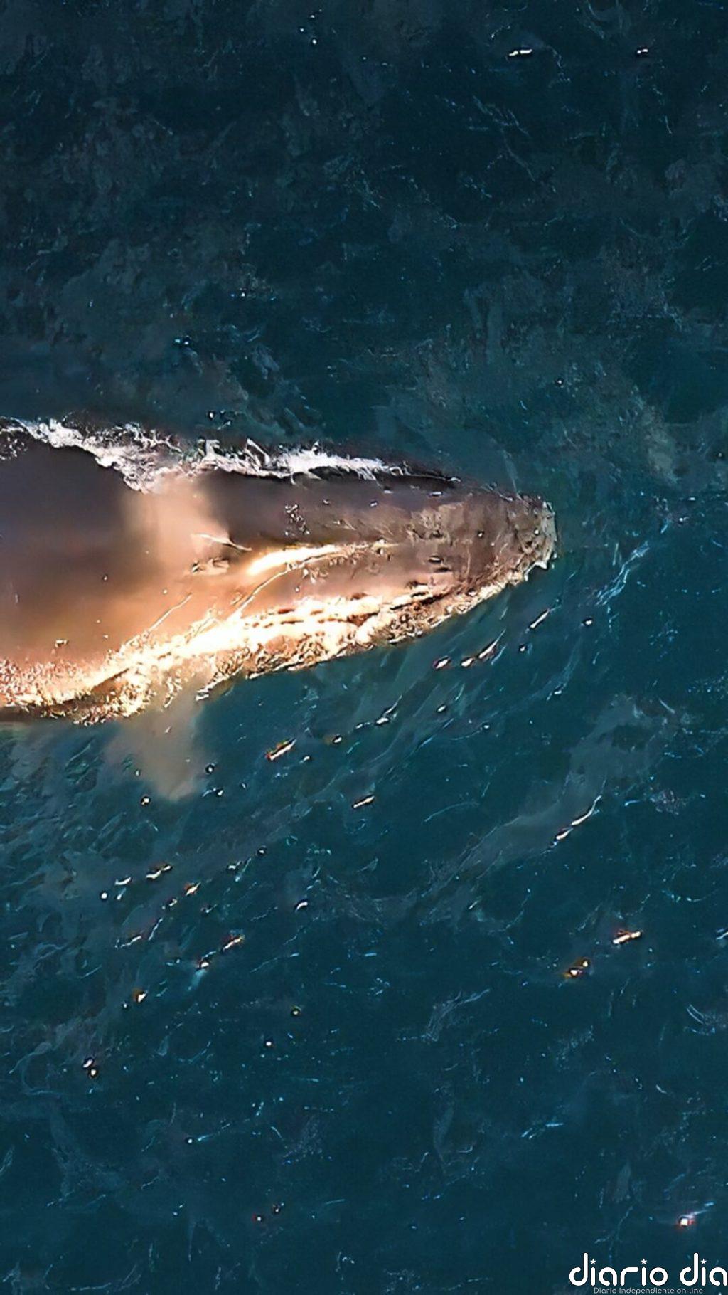 Las ballenas jorobadas dan a luz mientras migran y continúan viajando