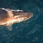 Las ballenas jorobadas dan a luz mientras migran y continúan viajando