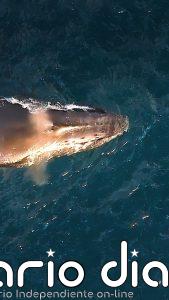 Las ballenas jorobadas dan a luz mientras migran y continúan viajando