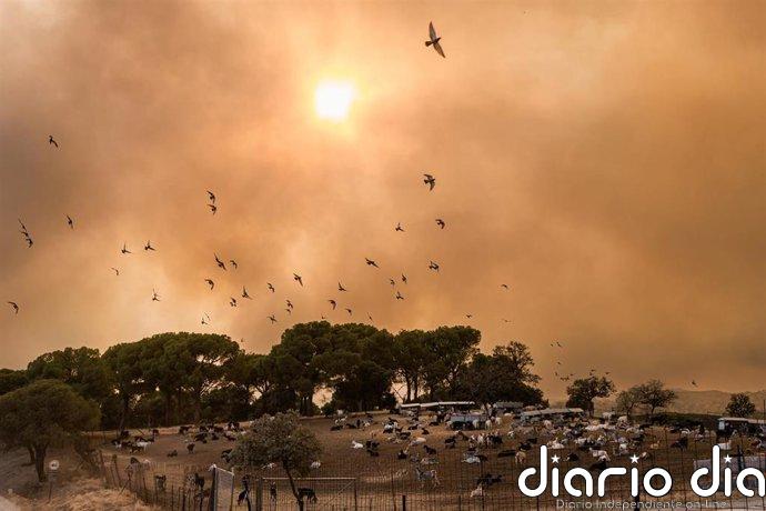 Las confinadas San Martín de Valdeiglesias y Valdemaqueda vuelven a recibir mensajes ES-Alert por evolución del incendio