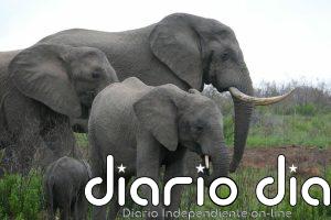 Los elefantes se comunican mediante vibraciones en el suelo gracias a unos huesos del oído medio y un músculo especial