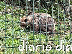 Los itinerarios de verano de la Fundación Oso de Asturias abren sus inscripciones