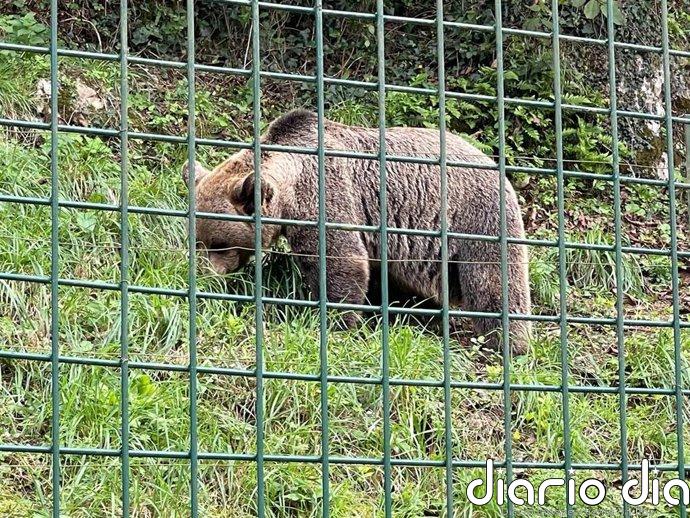 Los itinerarios de verano de la Fundación Oso de Asturias abren sus inscripciones