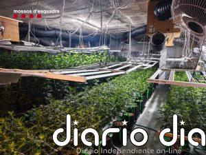 Los Mossos desmantelan un cultivo de marihuana en Tarragona e intervienen 44.000 euros escondidos