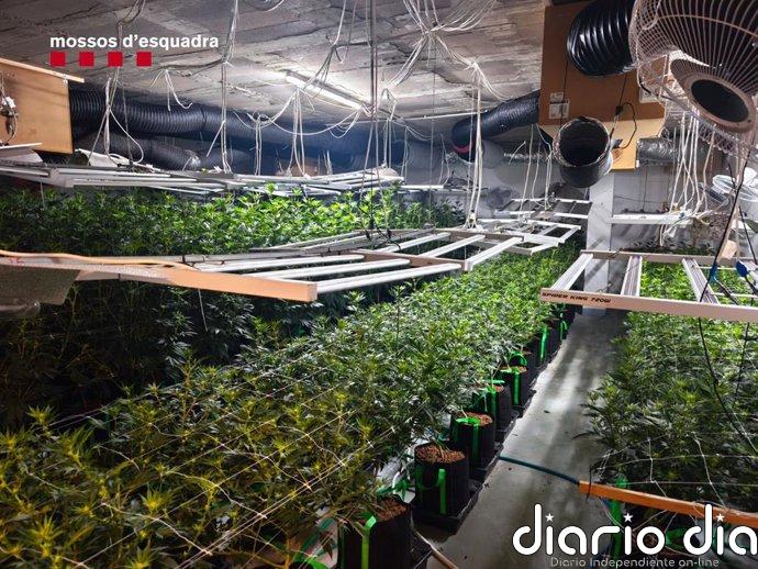 Los Mossos desmantelan un cultivo de marihuana en Tarragona e intervienen 44.000 euros escondidos