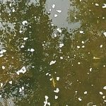 Más de 2.100 peces muertos por un vertido de purines en los ríos Pisueña y Llerana