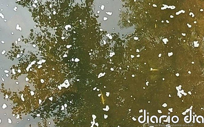 Más de 2.100 peces muertos por un vertido de purines en los ríos Pisueña y Llerana