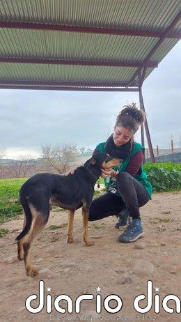 Más de 21.500 personas participan en el programa de educación ambiental de Sadeco Archivo - Un perro y una cuidadora en el Centro de Sanidad y Bienestar Animal (SBA) de la empresa municipal de Saneamientos de Córdoba (Sadeco).