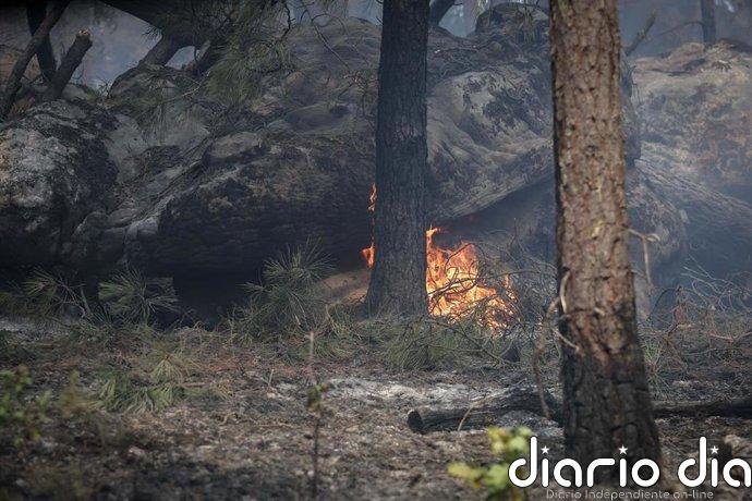 Más de 55.000 evacuados cerca de Burdeos tras el empeoramiento de los incendios de Gironda en las últimas horas