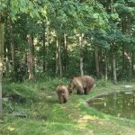 Muere Ponderoso, el oso del Coto Escolar de León que se retiró a Múnich (Alemania) para disfrutar de su jubilación