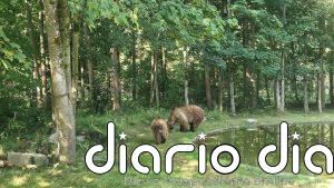 Muere Ponderoso, el oso del Coto Escolar de León que se retiró a Múnich (Alemania) para disfrutar de su jubilación