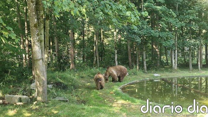 Muere Ponderoso, el oso del Coto Escolar de León que se retiró a Múnich (Alemania) para disfrutar de su jubilación