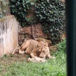 Nace una hembra de león africano en Cabárceno
