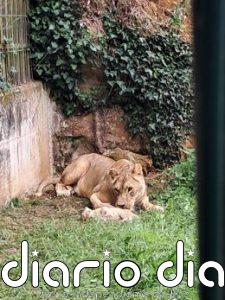 Nace una hembra de león africano en Cabárceno
