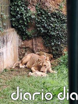 Nace una hembra de león africano en Cabárceno