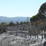 Notarios activan "medidas urgentes y asesoramiento gratuito" ante la pérdida de escrituras por los incendios