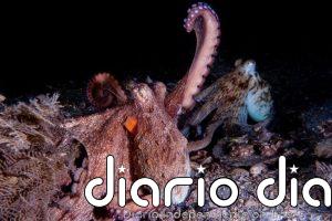 Nueva Pescanova descarta la granja de pulpos en el puerto de Las Palmas de Gran Canaria