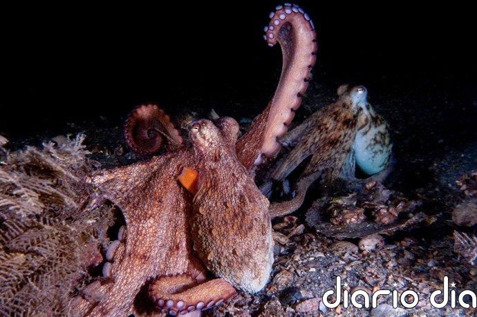 Nueva Pescanova descarta la granja de pulpos en el puerto de Las Palmas de Gran Canaria
