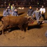 PACMA recurre la declaración del Toro Jubilo de Medinaceli (Soria) como BIC