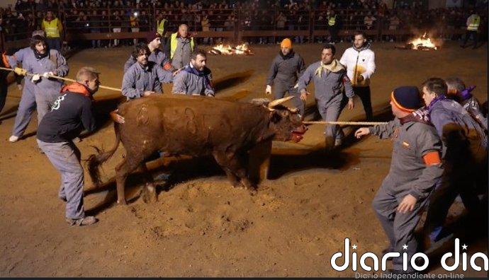 PACMA recurre la declaración del Toro Jubilo de Medinaceli (Soria) como BIC