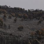 Page ve "poco realista" buscar un pacto de Estado sobre cambio climático con el ambiente político actual