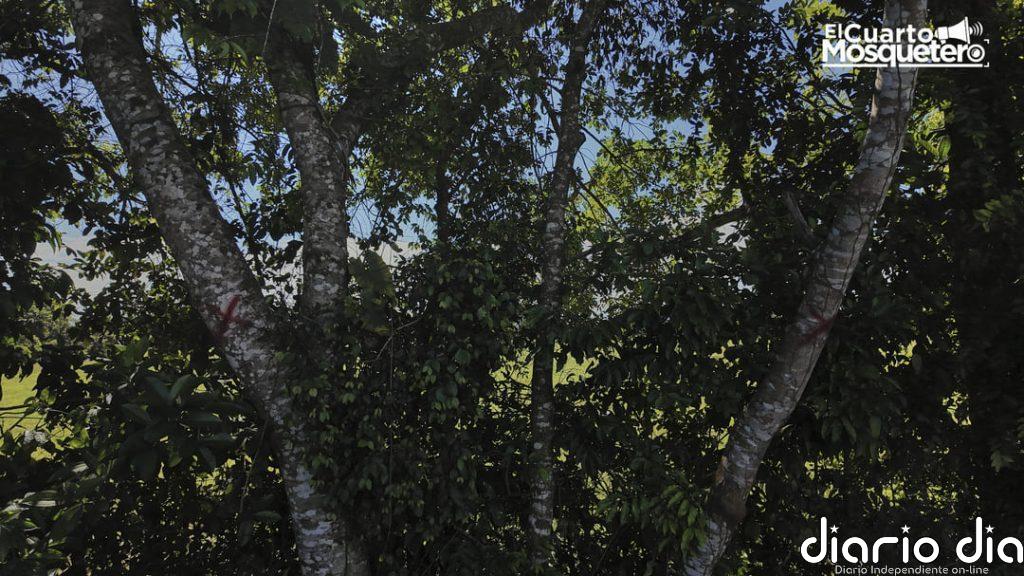 Parque solar en Colombia genera rechazo por tala de miles de árboles
