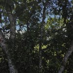 Parque solar en Colombia genera rechazo por tala de miles de árboles