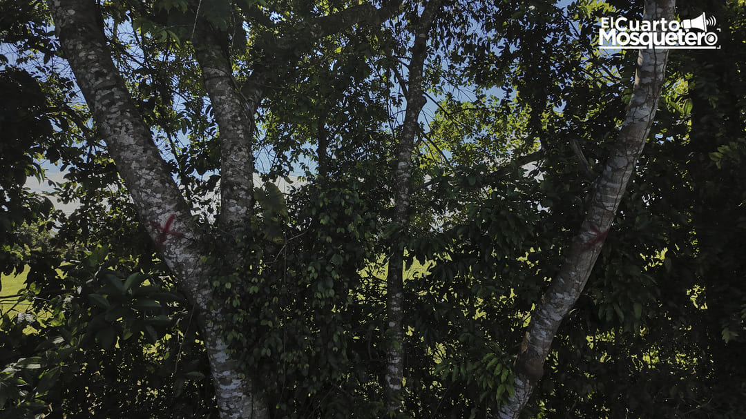 parque-solar-en-colombia-genera-rechazo-por-tala-de-miles-de-arboles.jpg