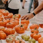 Polanco y el Banco de Semillas de Tomate Antiguo buscan aquellas heredadas en las huertas cántabras