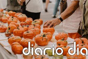 Polanco y el Banco de Semillas de Tomate Antiguo buscan aquellas heredadas en las huertas cántabras