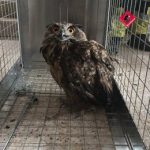 Rescatan un ejemplar de búho real en una balsa de riego en Monforte del Cid