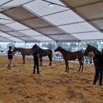 Tineo acoge la XXI edición del Concurso de Caballos de Pura Raza Española y Cruzados