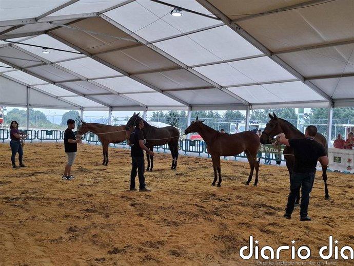 Tineo acoge la XXI edición del Concurso de Caballos de Pura Raza Española y Cruzados