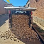 Tres investigados en Aceuchal por el hurto de casi dos toneladas de ajos morados en Tarazona de la Mancha