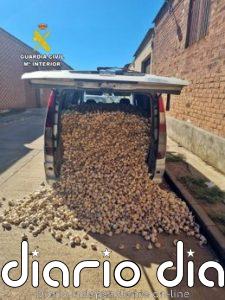 Tres investigados en Aceuchal por el hurto de casi dos toneladas de ajos morados en Tarazona de la Mancha