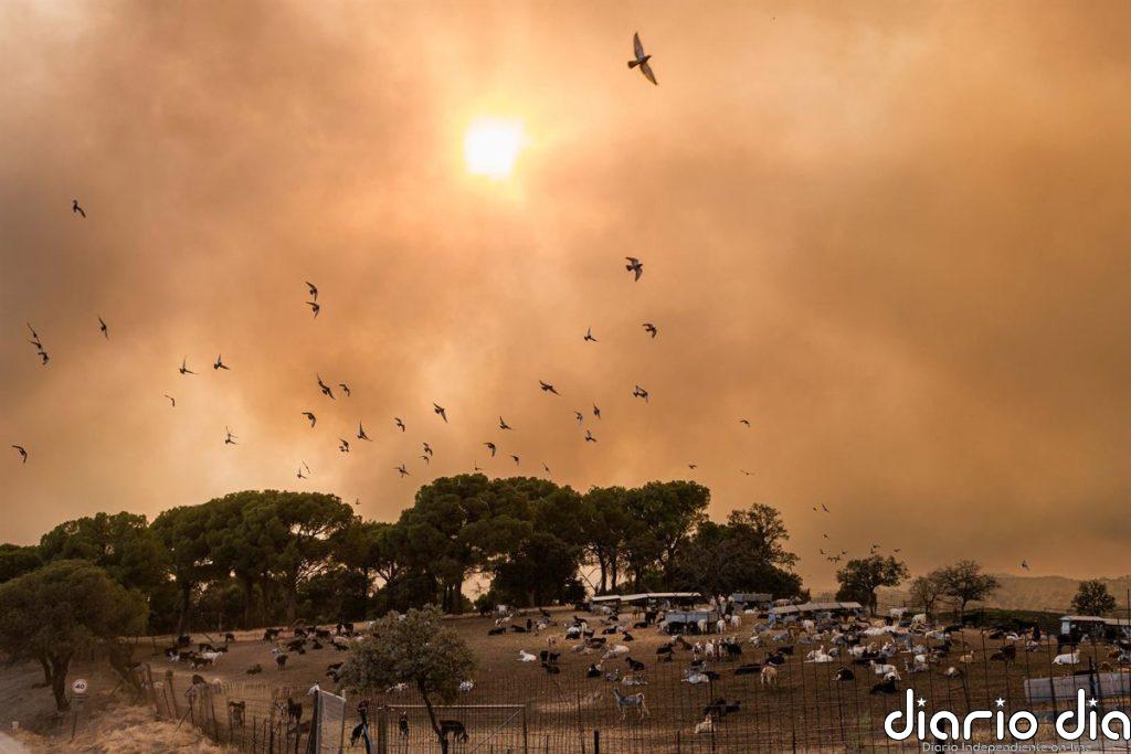Última hora de los incendios forestales en España, en directo: focos activos, zonas afectadas y evacuaciones