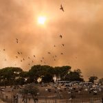 Última hora de los incendios forestales en España, en directo: focos activos, zonas afectadas y evacuaciones