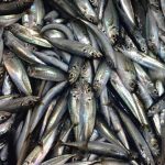 Un barco científico estudiará durante un mes el estado de la sardina y el boquerón en el Mediterráneo